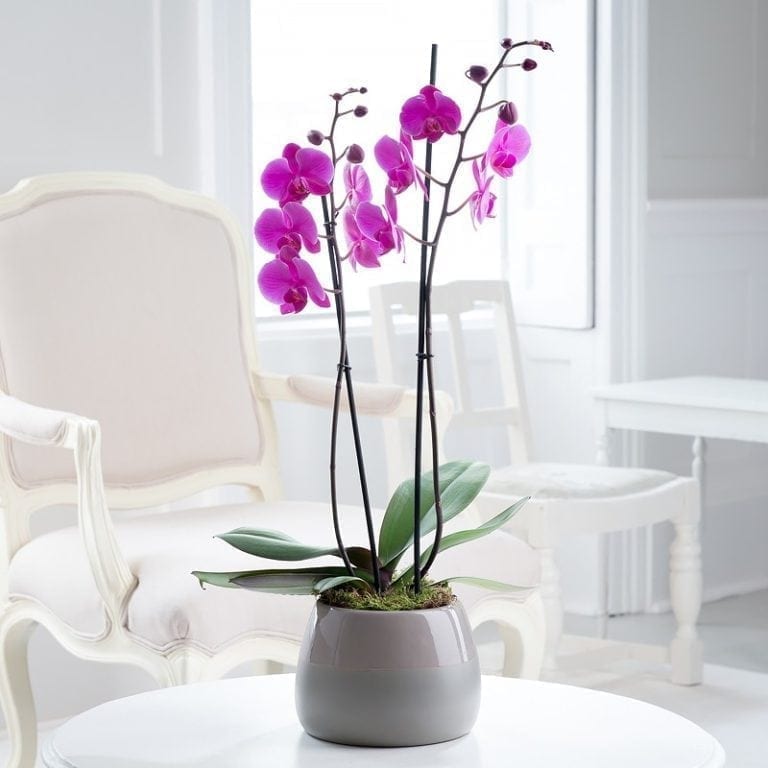 Orchid in Ceramic Pot